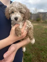 Otis, a male Poodle - Toy  for sale in Moore, SC – Photo 5 of 7