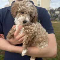 Otis, a male Poodle - Toy  for sale in Moore, SC – Photo 3 of 7