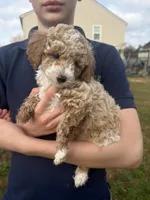 Otis, a male Poodle - Toy  for sale in Moore, SC – Photo 3 of 7