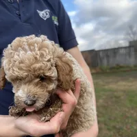 Milo, a male Poodle - Toy  for sale in Moore, SC – Photo 6 of 6