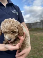 Milo, a male Poodle - Toy  for sale in Moore, SC – Photo 6 of 6