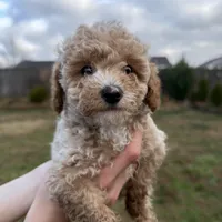 Milo, a male Poodle - Toy  for sale in Moore, SC – Photo 3 of 6