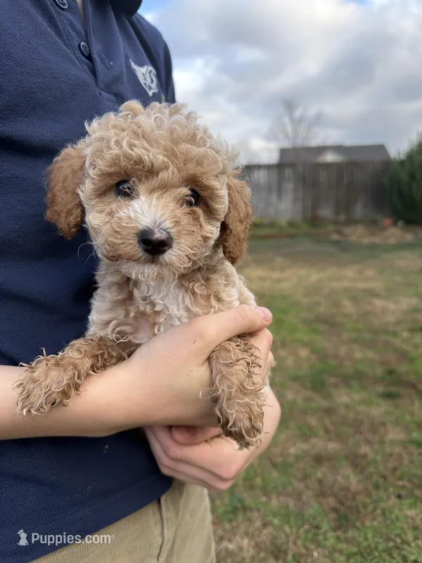 Milo, a male Poodle - Toy  for sale in Moore, SC – Photo 1 of 6