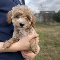 Milo, a male Poodle - Toy  for sale in Moore, SC – Photo 1 of 6
