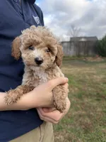 Milo, a male Poodle - Toy  for sale in Moore, SC – Photo 1 of 6