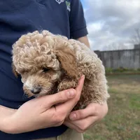 Milo, a male Poodle - Toy  for sale in Moore, SC – Photo 5 of 6