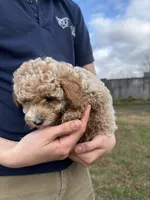 Milo, a male Poodle - Toy  for sale in Moore, SC – Photo 5 of 6