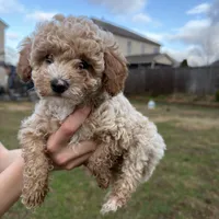 Milo, a male Poodle - Toy  for sale in Moore, SC – Photo 4 of 6