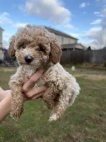 Milo, a male Poodle - Toy  for sale in Moore, SC – Photo 4 of 6