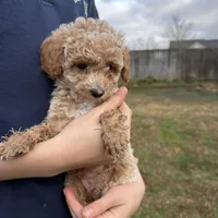 Milo, a male Poodle - Toy  for sale in Moore, SC – Photo 2 of 6