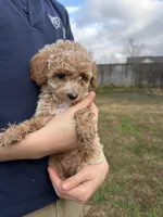 Milo, a male Poodle - Toy  for sale in Moore, SC – Photo 2 of 6