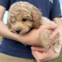 Rosie, a female Poodle - Toy  for sale in Moore, SC – Photo 4 of 10