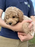 Rosie, a female Poodle - Toy  for sale in Moore, SC – Photo 4 of 10