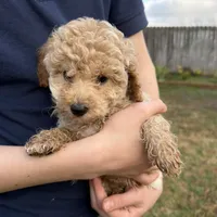Rosie, a female Poodle - Toy  for sale in Moore, SC – Photo 9 of 10