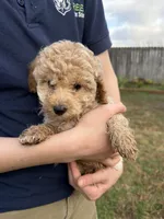 Rosie, a female Poodle - Toy  for sale in Moore, SC – Photo 9 of 10