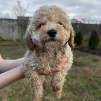 Rosie, a female Poodle - Toy  for sale in Moore, SC – Photo 5 of 10
