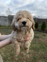 Rosie, a female Poodle - Toy  for sale in Moore, SC – Photo 5 of 10