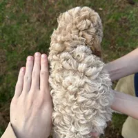 Rosie, a female Poodle - Toy  for sale in Moore, SC – Photo 10 of 10