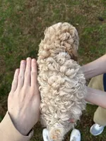 Rosie, a female Poodle - Toy  for sale in Moore, SC – Photo 10 of 10