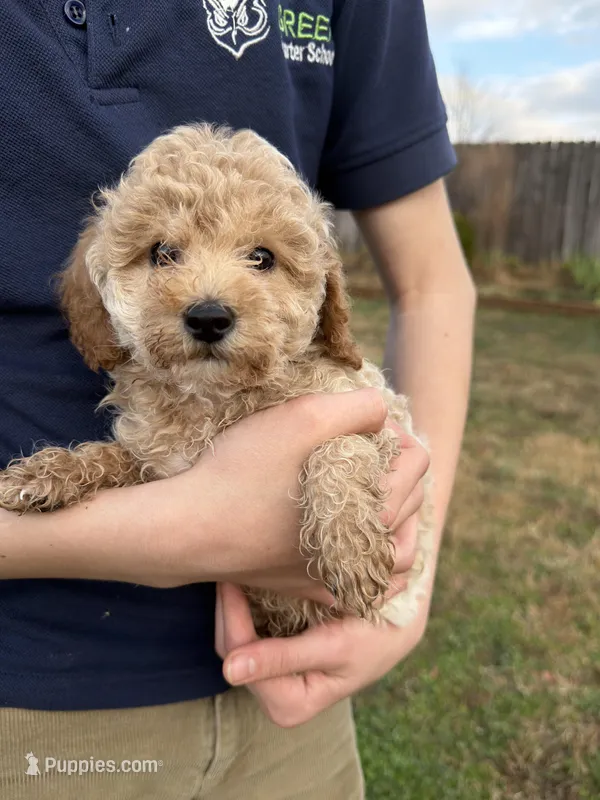 Rosie, a female Poodle - Toy  for sale in Moore, SC – Photo 1 of 10