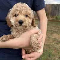 Rosie, a female Poodle - Toy  for sale in Moore, SC – Photo 1 of 10