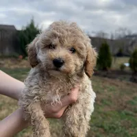 Rosie, a female Poodle - Toy  for sale in Moore, SC – Photo 6 of 10