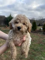 Rosie, a female Poodle - Toy  for sale in Moore, SC – Photo 6 of 10