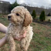 Rosie, a female Poodle - Toy  for sale in Moore, SC – Photo 7 of 10