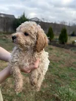 Rosie, a female Poodle - Toy  for sale in Moore, SC – Photo 7 of 10