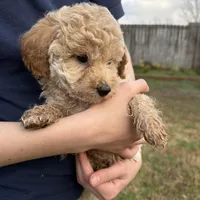 Rosie, a female Poodle - Toy  for sale in Moore, SC – Photo 8 of 10