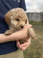 Rosie, a female Poodle - Toy  for sale in Moore, SC – Photo 8 of 10