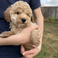 Rosie, a female Poodle - Toy  for sale in Moore, SC – Photo 2 of 10