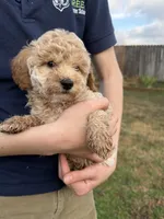 Rosie, a female Poodle - Toy  for sale in Moore, SC – Photo 2 of 10