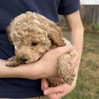 Rosie, a female Poodle - Toy  for sale in Moore, SC – Photo 3 of 10