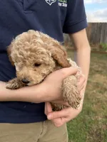 Rosie, a female Poodle - Toy  for sale in Moore, SC – Photo 3 of 10
