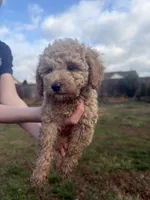 Lily, a female Poodle - Toy  for sale in Moore, SC – Photo 5 of 7
