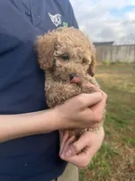 Lily, a female Poodle - Toy  for sale in Moore, SC – Photo 6 of 7