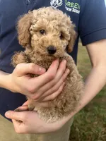 Lily, a female Poodle - Toy  for sale in Moore, SC – Photo 4 of 7