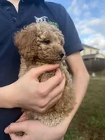 Lily, a female Poodle - Toy  for sale in Moore, SC – Photo 2 of 7