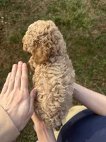 Lily, a female Poodle - Toy  for sale in Moore, SC – Photo 7 of 7