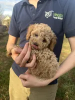 Lily, a female Poodle - Toy  for sale in Moore, SC – Photo 1 of 7
