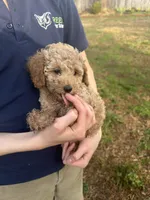 Lily, a female Poodle - Toy  for sale in Moore, SC – Photo 3 of 7