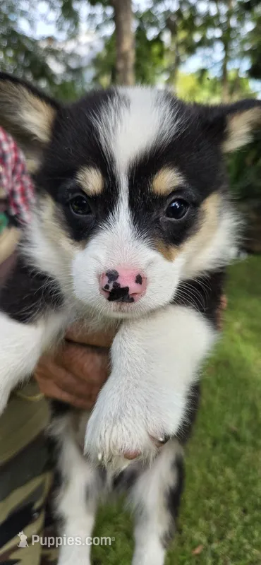 Little man Tux – Pembroke Welsh Corgi puppy for sale in Rochelle, GA