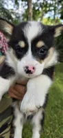 Little man Tux, a male Pembroke Welsh Corgi for sale in Rochelle, GA – 1 of 1