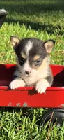 Miss Priss, a female Pembroke Welsh Corgi for sale in Rochelle, GA – 1 of 5