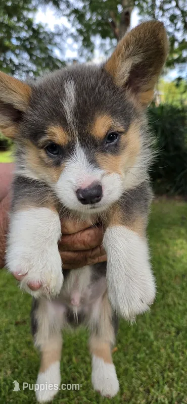 Cool Daddy Rabbit – Pembroke Welsh Corgi puppy for sale in Rochelle, GA