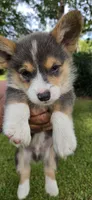 Cool Daddy Rabbit, a male Pembroke Welsh Corgi for sale in Rochelle, GA – 1 of 1