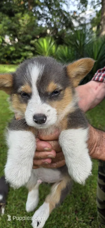 Blue Eyes – Pembroke Welsh Corgi puppy for sale in Rochelle, GA