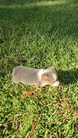 Male #2, a male Pembroke Welsh Corgi for sale in Rochelle, GA – 4 of 5