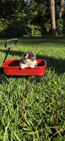 Female #1, a female Pembroke Welsh Corgi for sale in Rochelle, GA – 3 of 3